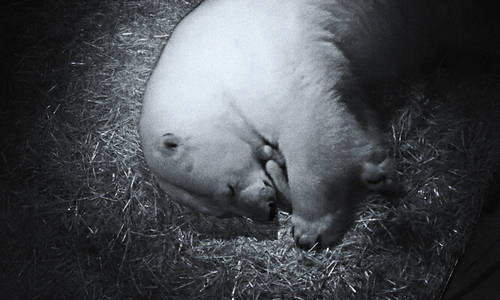 Sea World Celebrates arrival of Twin Polar Bear Cubs