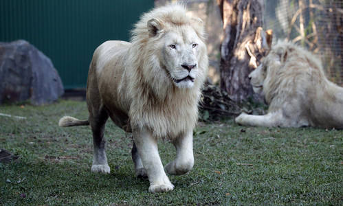 Big Cat Visitors Take Pride of Place at Dreamworld