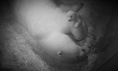 Polar Bear Cub – It’s a Girl!