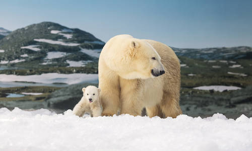 Polar Bear Cub explores Cub Kindy