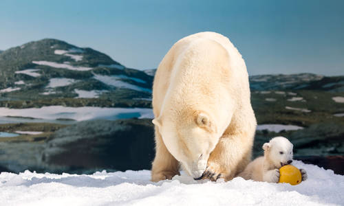 Sea World Polar Bear Cub – Meet Mishka