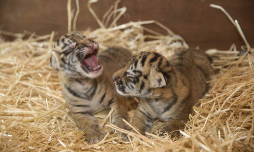 Dreamworld Welcomes Two Baby Tiger Cubs