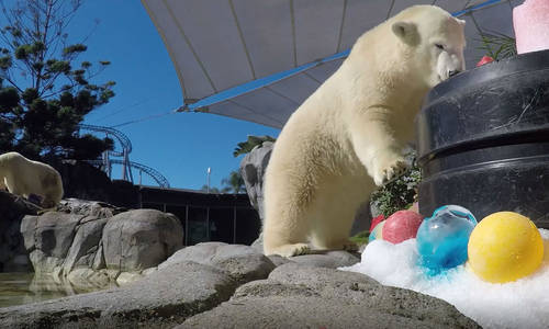 Sea World’s Polar Bear Cub Mishka Celebrates her First Birthday