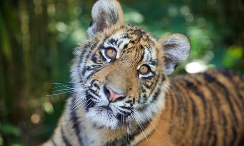 Tiger cubs Melati and Mya to leave Dreamworld