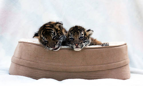 Paradise Country’s Animal Nursery  Is Going Wild These School Holidays