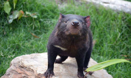 Tasmanian Devils join the Paradise Country family