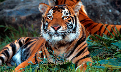 Dreamworld welcomes Sumatran tiger cubs