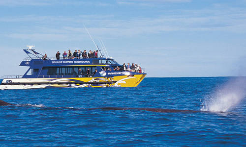 Whale watching to commence at Sea World