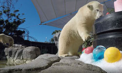 Sea World’s Polar bear Cub ‘Mishka’ has celebrated her first birthday in spectacular style by enjoying a party fit for a Polar bear. Sea World’s Polar Bear Cub Mishka Celebrates her First Birthday
