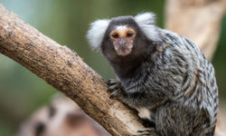 Monkey Madness comes to Paradise Country